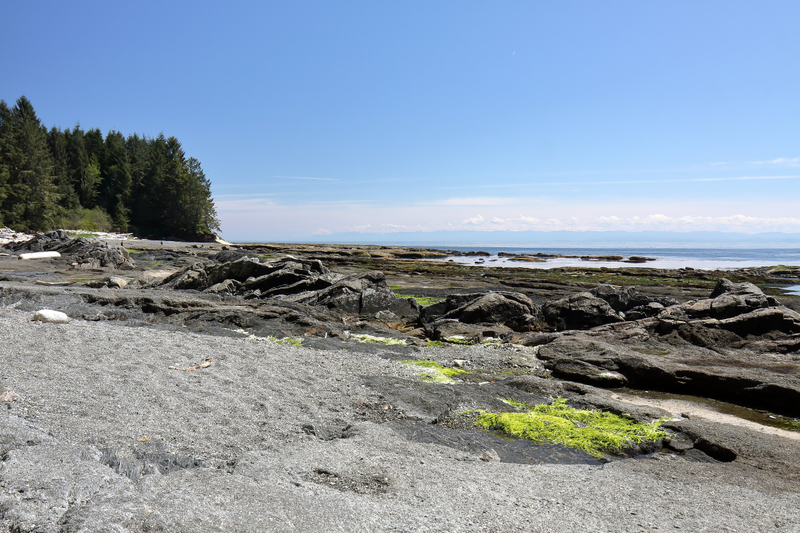 Illustration for article titled Pics from the (Ocean Floor): 2018-05-05 at Botanical Beach